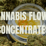 Cannabis Flower vs. Concentrates: What’s the Difference?