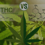 THC vs. CBD in Cannabis Flower: What You Should Know